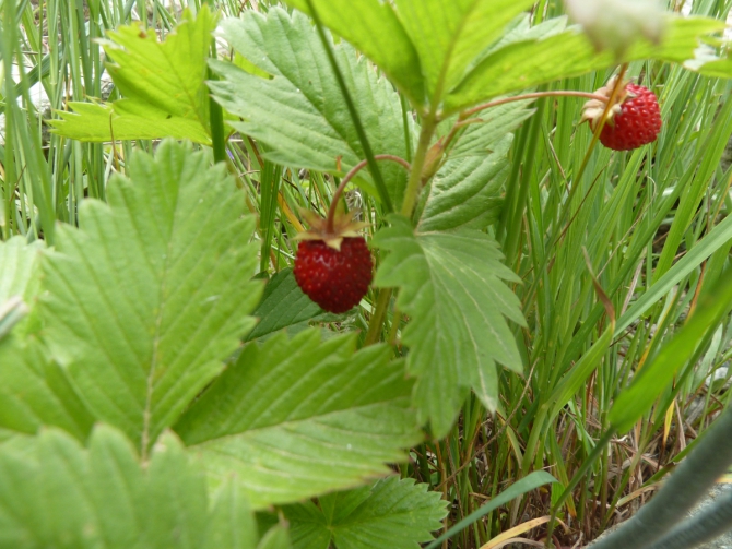 Детский трекинг в Безенги (Путешествия, дети)