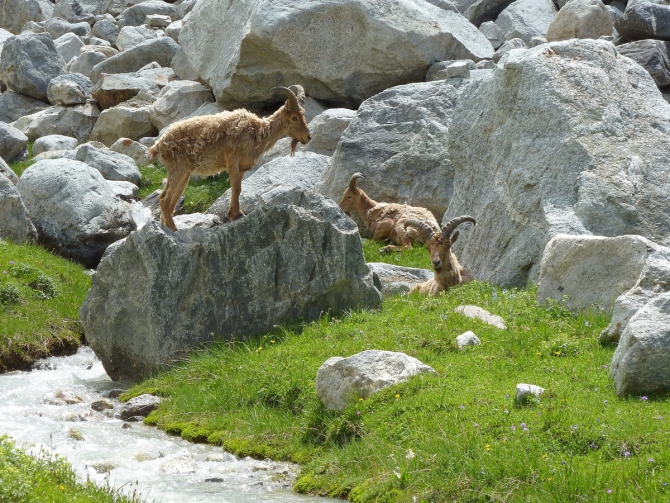 Детский трекинг в Безенги (Путешествия, дети)