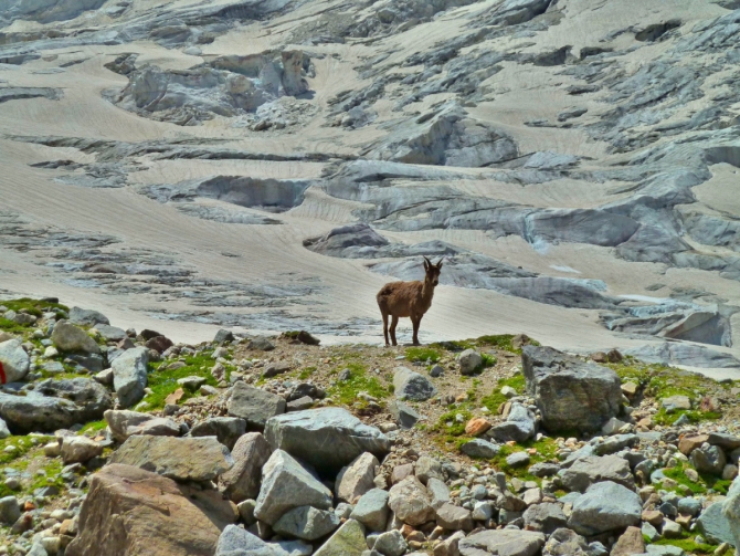 Детский трекинг в Безенги (Путешествия, дети)
