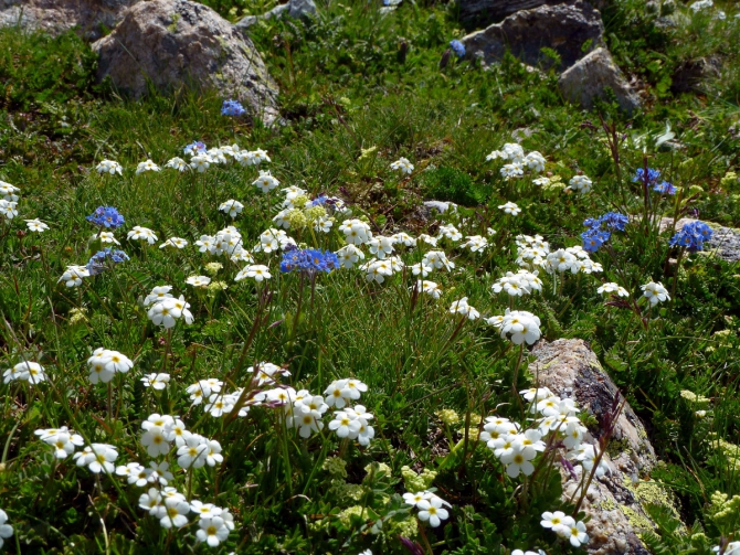 Детский трекинг в Безенги (Путешествия, дети)