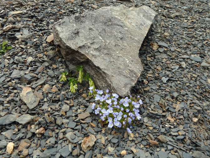 Детский трекинг в Безенги (Путешествия, дети)