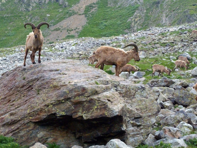 Детский трекинг в Безенги (Путешествия, дети)