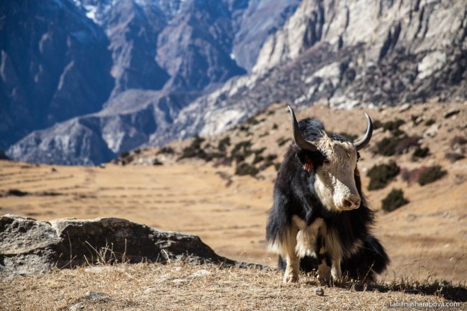Треккинг в долине Нар-Пху + озеро Тиличо. Непал. (Горный туризм, трекккинг, горы, гималаи)