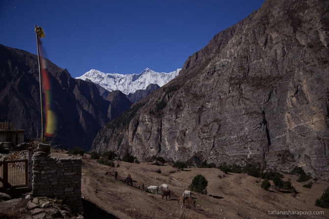 Треккинг в долине Нар-Пху + озеро Тиличо. Непал. (Горный туризм, трекккинг, горы, гималаи)