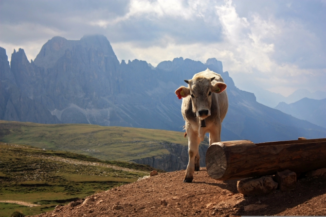Немного лета или малыши в горах Италии (Путешествия, детский туризм, маи, италия, доломиты, альпы, тироль, лаваредо)