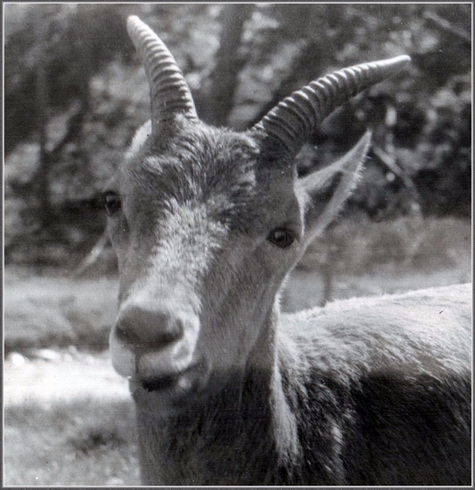 Вдоль Акбекской подковы (Дневник 1994, Горный туризм)