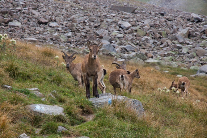 Пара кадров Приэльбрусья. Сентябрь 2016. (кавказ, приэльбрусье)