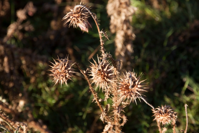 Пара кадров Приэльбрусья. Сентябрь 2016. (кавказ, приэльбрусье)