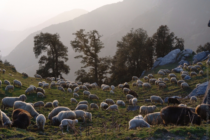Индия, Гималаи, Полет до Драмсалы и обратно с ночевкой (Воздух, бир, Драмсала, бивак-флай, полеты, параплан, пилот)