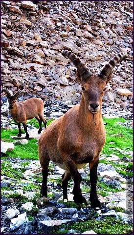 О козлах... (Горный туризм)