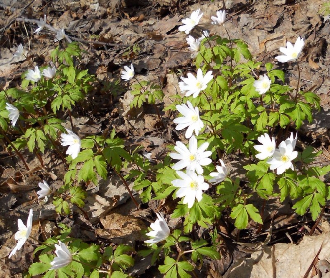 Ура, весна пришла! (Путешествия)