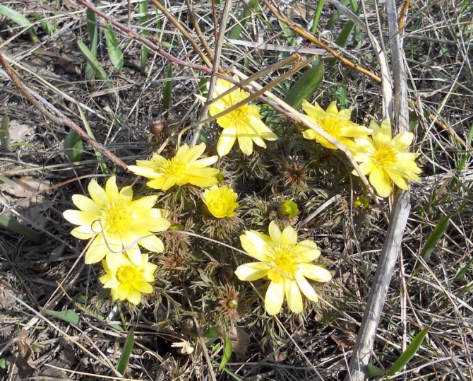 Ура, весна пришла! (Путешествия)