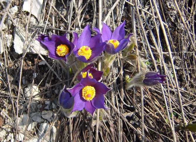 Ура, весна пришла! (Путешествия)