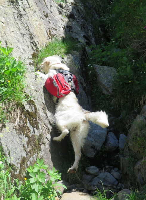 Поездка в Шамони с собакой. (Горный туризм, трекинг, в горы с собакой, виа-феррата, франция, горный туризм)