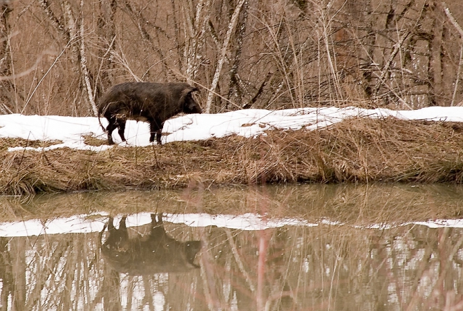 В субботу в лесу видел кабана живого.....