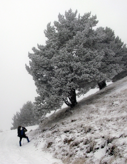 Теберда-Даут-Домбай - январь 2009 (Горный туризм, горы, кавказ, фото, эпчик, эльбрус, белалакая, туман)
