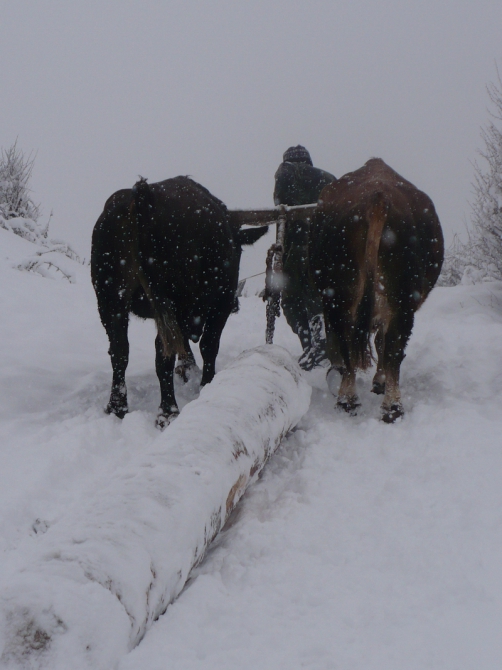 Зимнее царство Сванетии (Бэккантри/Фрирайд, сванетия, тетнульд, ушба, местия, лыжный туризм)