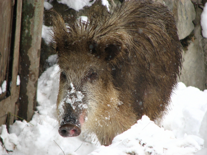 Зимнее царство Сванетии (Бэккантри/Фрирайд, сванетия, тетнульд, ушба, местия, лыжный туризм)