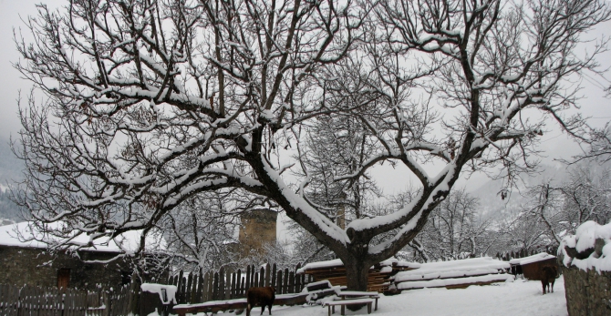 Зимнее царство Сванетии (Бэккантри/Фрирайд, сванетия, тетнульд, ушба, местия, лыжный туризм)