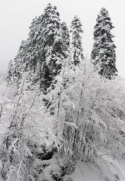 Dombai Open — целину взорвали! (Бэккантри/Фрирайд, сноуборд, dombai open 09, фрирайд, домбай, горные лыжи, горы)