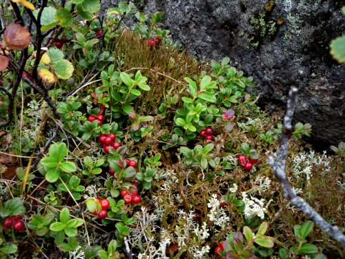 Лето в Ергаках (Альпинизм)
