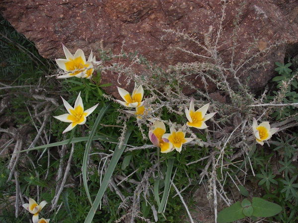 На Или весна :-) Добавились новые фото. (Альпинизм, klenov, manaraga-team, scarpa, rock for everybody, russia-kazakhstan, skala)