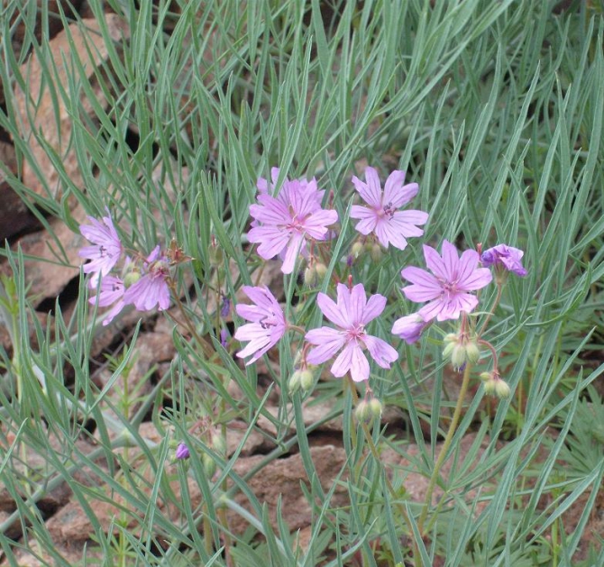 На Или весна :-) Добавились новые фото. (Альпинизм, klenov, manaraga-team, scarpa, rock for everybody, russia-kazakhstan, skala)