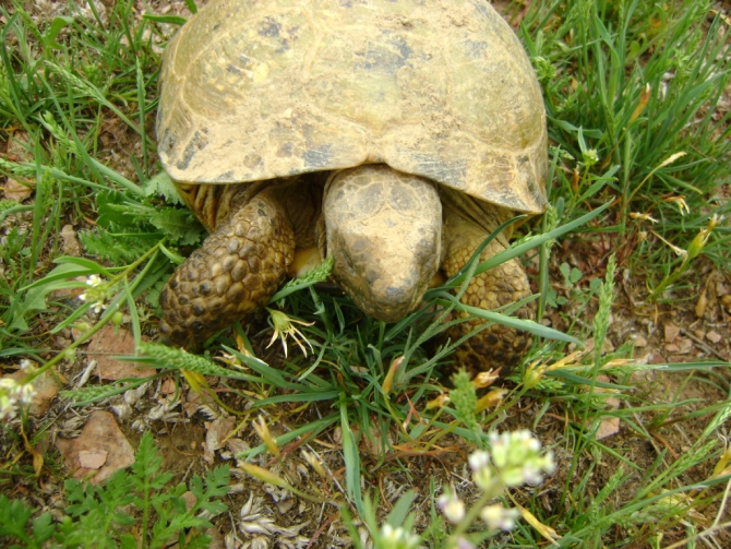 На Или весна :-) Добавились новые фото. (Альпинизм, klenov, manaraga-team, scarpa, rock for everybody, russia-kazakhstan, skala)