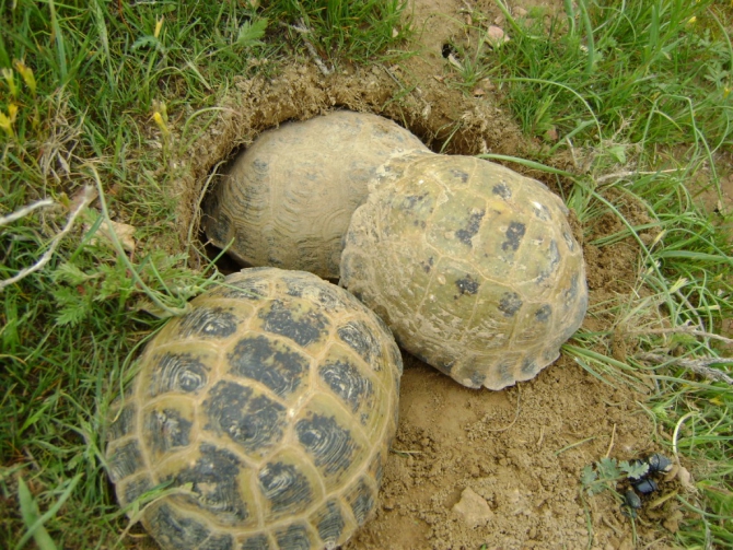 На Или весна :-) Добавились новые фото. (Альпинизм, klenov, manaraga-team, scarpa, rock for everybody, russia-kazakhstan, skala)