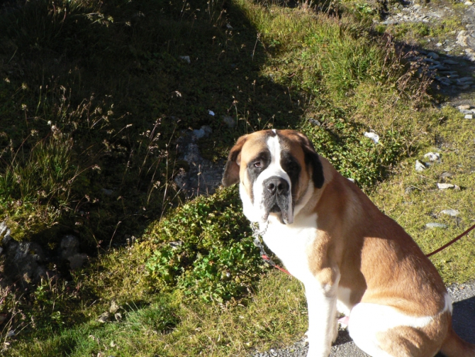 Первый горноспасатель (Альпинизм)