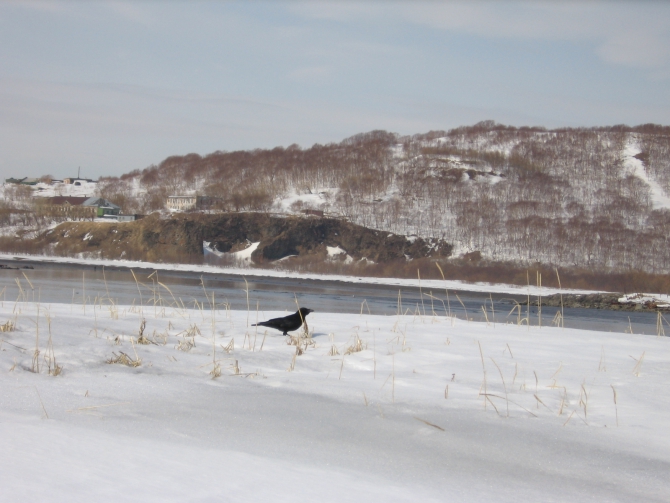 ОСТРОВ ВОРОНА КУТХИ (Путешествия, кипяток, остров камчатка, ворон кутха, лыжи)