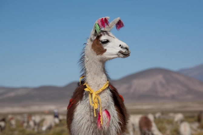 По Южной Америке на велосипеде. Часть 1. (латинская америка)