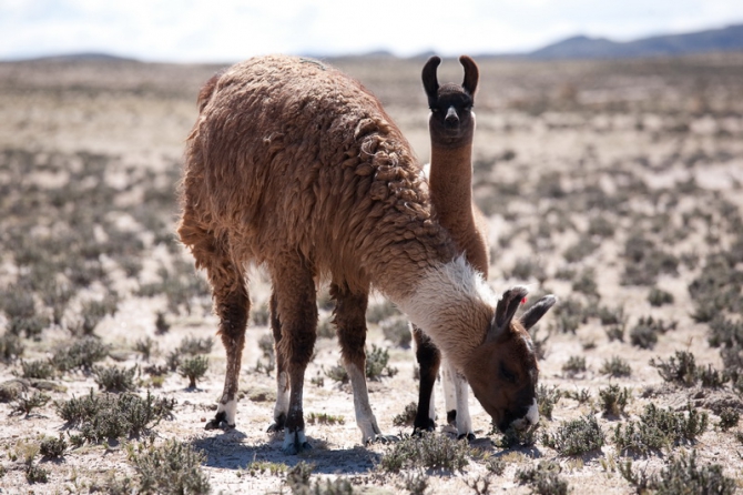 По Южной Америке на велосипеде. Часть 1. (латинская америка)