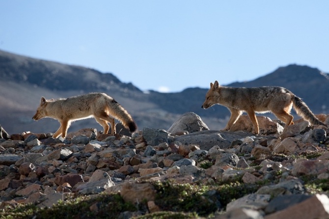 По Южной Америке на велосипеде. Часть 1. (латинская америка)