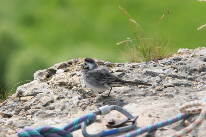 Положение и сайт гонки Nikita Adventure Race (Мультигонки, никита башмаков, гонка, воргол)