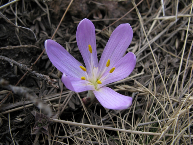 Эльбрус с севера - май 2009 (Путешествия, горы, кавказ, приэльбрусье, джилысу, фото)