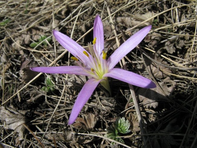 Эльбрус с севера - май 2009 (Путешествия, горы, кавказ, приэльбрусье, джилысу, фото)