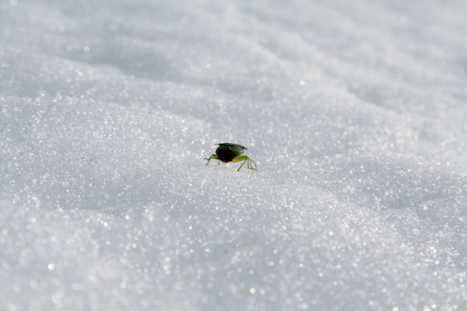 Fuji-san во "внесезон" (Путешествия, япония, фудзи)