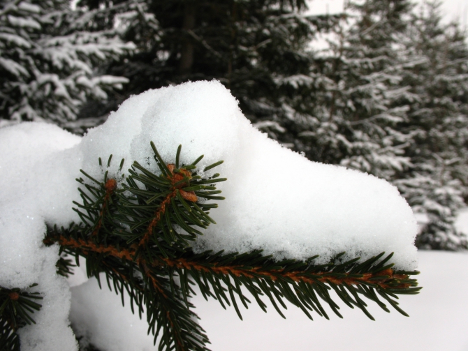 IMG_4028 Красивые и невысокие горы. А заблудиться можно. (Туризм)