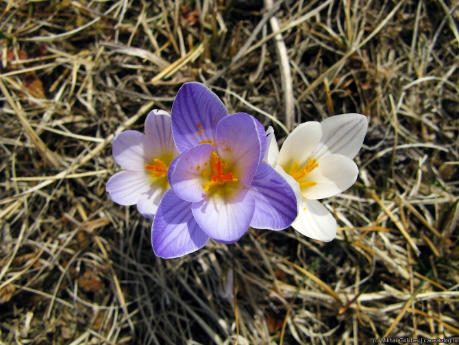 risk07__055_IMG_0077 Кавказ — март 2019 (Горный туризм, горы, фото, фотография, кбр)