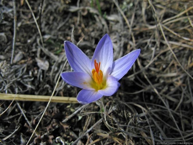 risk58__791_IMG_1097 edit Кавказ — март 2019 (Горный туризм, горы, фото, фотография, кбр)