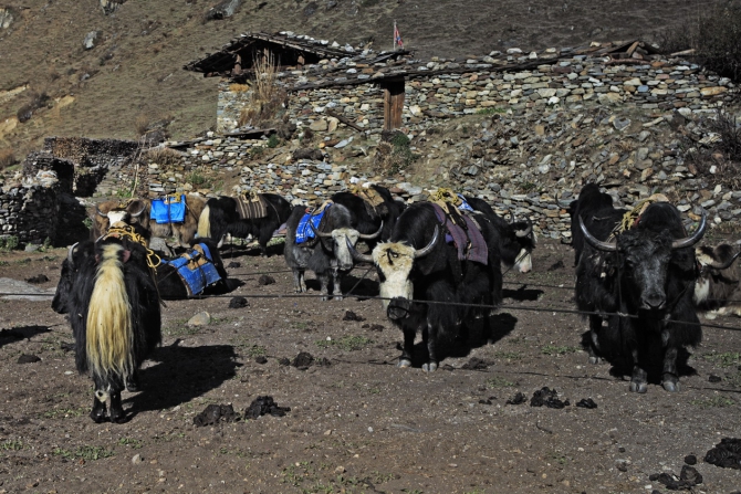 Треккинг – это маленькая жизнь…Трек в Бутан. Альбом №2. Игорь Савченко. (Путешествия, паро)