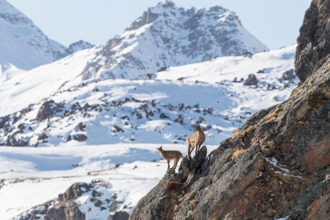 Съемки диких животных на склонах Эльбруса. Звериная тропа. (Горный туризм)