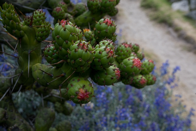 Трекинг в Кордильерах Бланка (Альпинизм, перу, южная америка, горы)