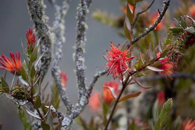 Трекинг в Кордильерах Бланка (Альпинизм, перу, южная америка, горы)