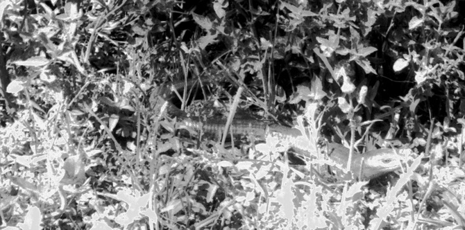 Карамазарская чушкА. Рассказ о приключениях на хребте Карамазар – одного из отрогов Серединного Тянь-Шаня при проведении геолого-поисковых маршрутов летом 1980 г., иллюстрированный фотографиями и рисунками автора. (Путешествия)