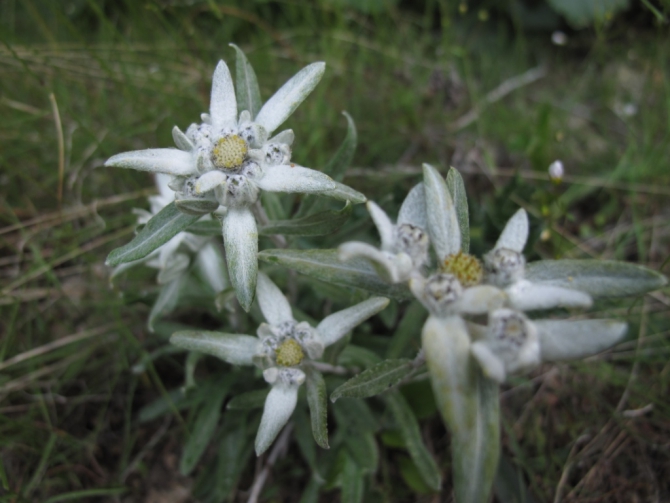 Галопом по Европам (доломиты, тироль, церматт)
