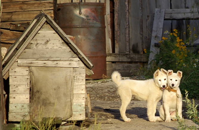 Чукотско-колымские зарисовки (Путешествия, колыма, чукотка, мерзлота)