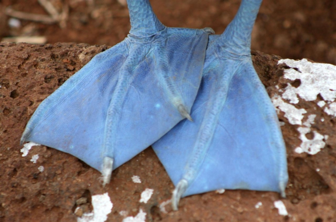 Свесить ноги в разные полушария... (Альпинизм, эквадор, котопакси, иллиница норте, галапагосы)