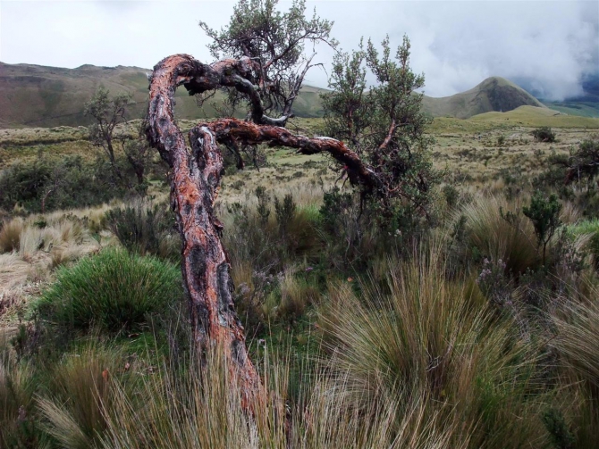 Свесить ноги в разные полушария... (Альпинизм, эквадор, котопакси, иллиница норте, галапагосы)